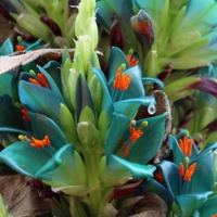 Пуйя Чилийская 