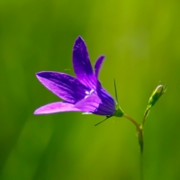 Колокольчик луговой...