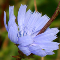 Небесно-голубой