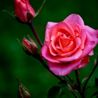 Розовая роза...