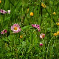 Маргаритки - цветы полевые