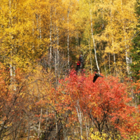 Лестница в осень...