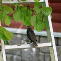 Что за глупый СКВОРЕЦ?