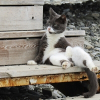 Пляжная мафия)