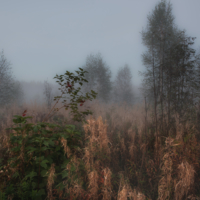 Накрыла лес тумана пелена