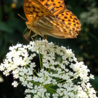 Оранжевая бабочка