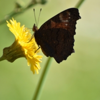 неказистая изнанка