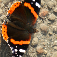 "Лишь бы не наступили!"))))