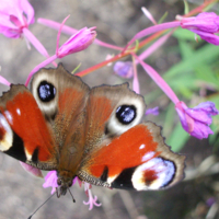 Павлиний глаз