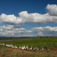 По дороге с облаками ...