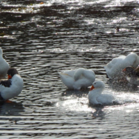 Когда дом на берегу Дона