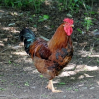 Первый парень на деревне