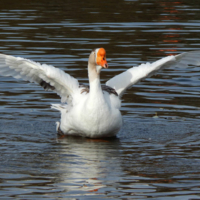 Вдох глубокий,"руки"-шире...