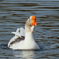 Само спокойствие