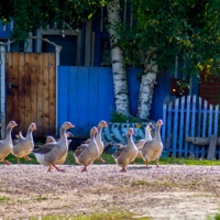 Деревенские...