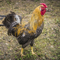 Хозяин гарема