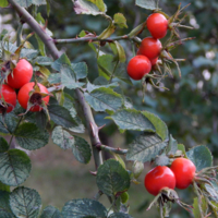 Осенняя мелодия