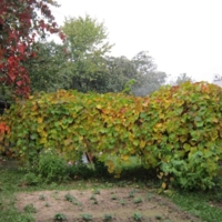 Виноград в октябре