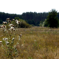 Звенящая тишина