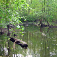 Вода, кругом вода