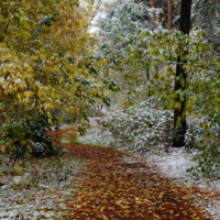 Осенний лес под первым снегом