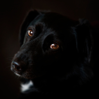 Портрет Собаки