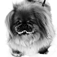 Вкусный, вкусный снег