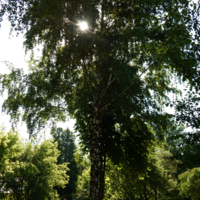 Сквозь листву