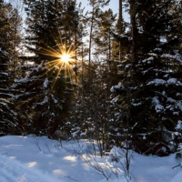 Сказочный лес