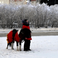 а пони тоже кони))