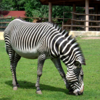 Солнечные ванны