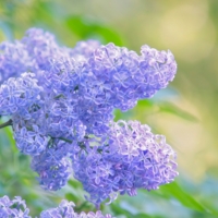 Расцвела сирень...