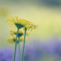 У меня в садочке...