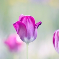 Нежные тюльпаны...