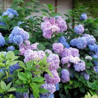 все оттенки