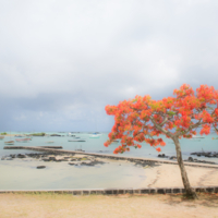 Дерево там — такое!