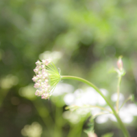 Незатейливы, не капризны