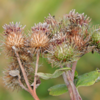 Летние "украшения"