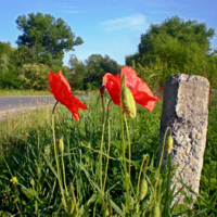 Цветок в пыли