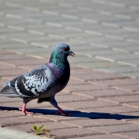 Чеканя шаг...