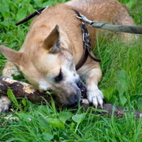 Точим зубки...