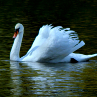 ... а поверх текучих вод...