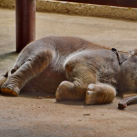 Новорожденный
