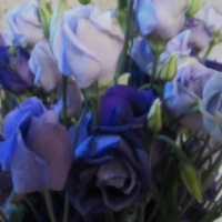 Фиолетовая аустома