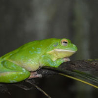 Сон на ветке