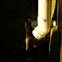 Водопроводчика вызывали?