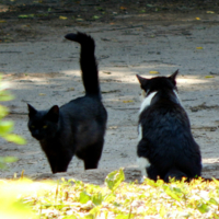 Последний раз показываю...
