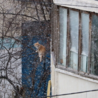 Экстремальный выгул