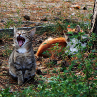 Кошачий блю-ю-юз