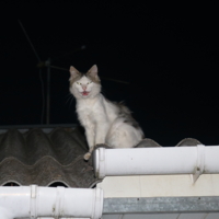 Ночная серенада